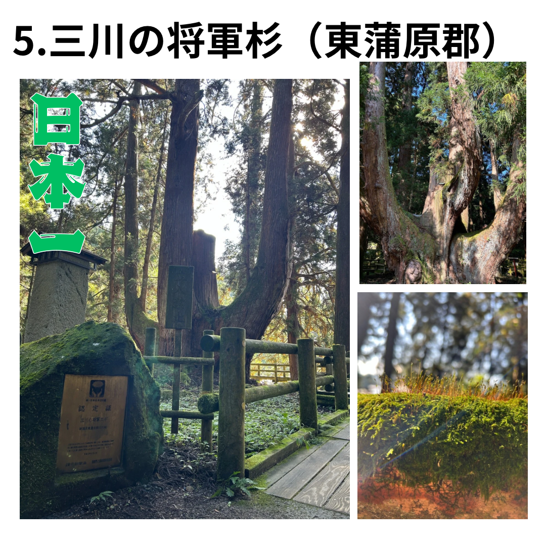 新潟スポット